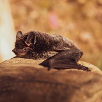 bat